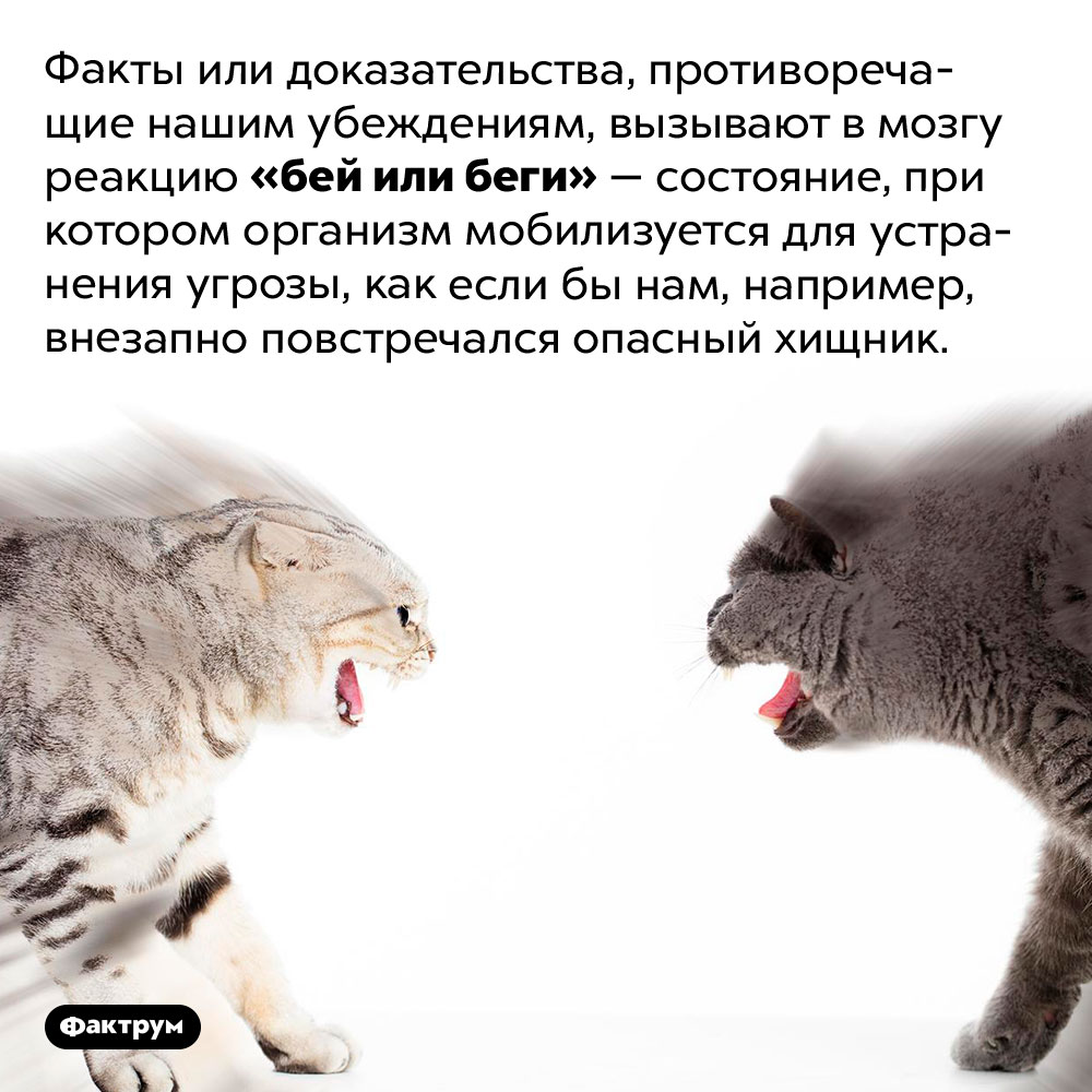 Как человек реагирует на информацию, противоречащую его убеждениям. Факты или доказательства, противоречащие нашим убеждениям, вызывают в мозгу реакцию «бей или беги» — состояние, при котором организм мобилизуется для устранения угрозы, как если бы нам, например, внезапно повстречался опасный хищник.