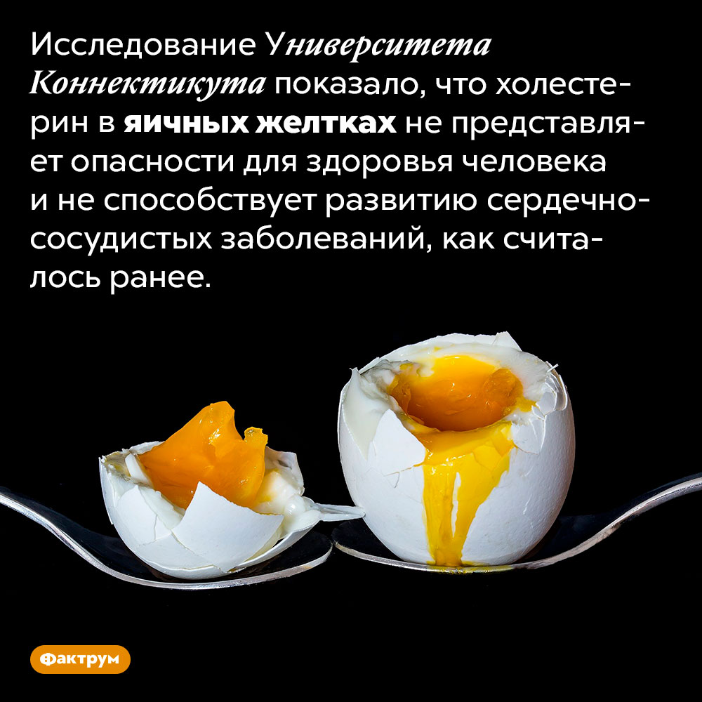 Яичные желтки не содержат вредный холестерин. Исследование Университета Коннектикута показало, что холестерин в яичных желтках не представляет опасности для здоровья человека и не способствует развитию сердечно-сосудистых заболеваний, как считалось ранее.