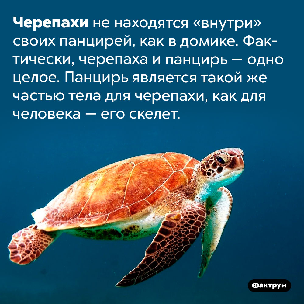 Черепаха и панцирь — одно целое. Черепахи не находятся «внутри» своих панцирей, как в домике. Фактически, черепаха и панцирь — одно целое. Панцирь является такой же частью тела для черепахи, как для человека — его скелет.