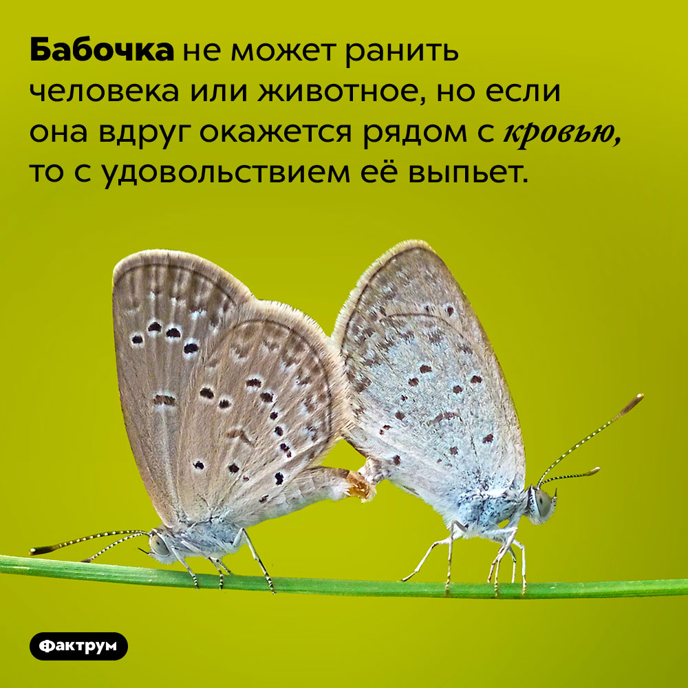 Все бабочки пьют кровь. Бабочка не может ранить человека или животное, но если она вдруг окажется рядом с кровью, то с удовольствием её выпьет.