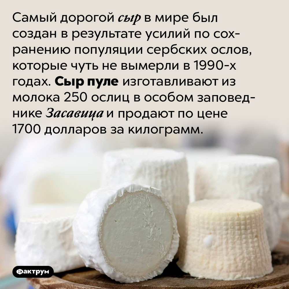 Самый дорогой сыр в мире. Самый дорогой сыр в мире был создан в результате усилий по сохранению популяции сербских ослов, которые чуть не вымерли в 1990-х годах. Сыр пуле изготавливают из молока 250 ослиц в особом заповеднике Засавица и продают по цене 1700 долларов за килограмм.