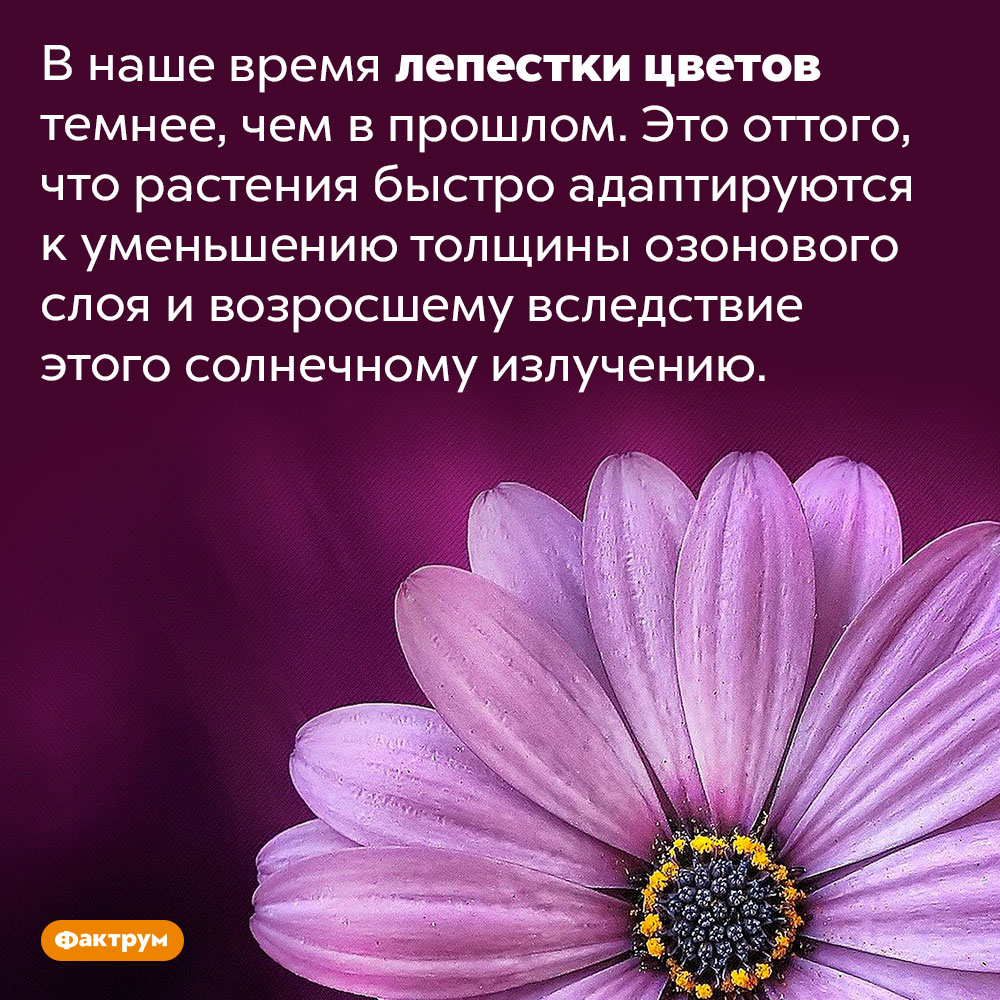 В наше время лепестки цветов стали темнее. В наше время лепестки цветов темнее, чем в прошлом. Это оттого, что растения быстро адаптируются к уменьшению толщины озонового слоя и возросшему вследствие этого солнечному излучению.