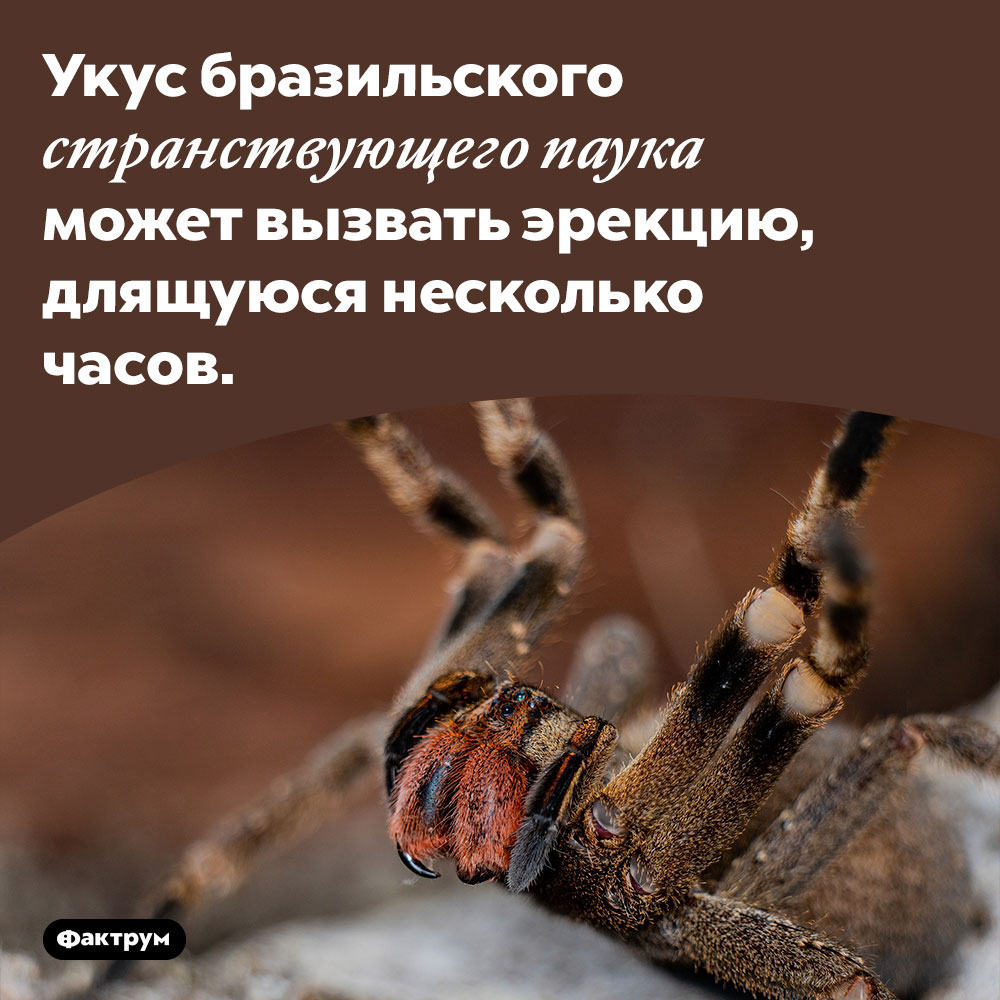 Паук-виагра. Укус бразильского странствующего паука может вызвать эрекцию, длящуюся несколько часов.