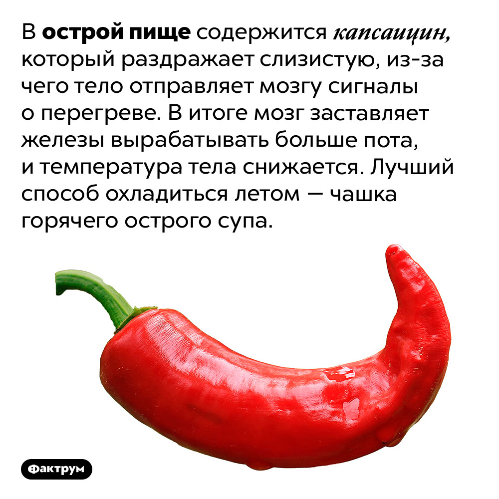 Острая еда охлаждает в знойный день. В острой пище содержится капсаицин, который раздражает слизистую, из-за чего тело отправляет мозгу сигналы о перегреве. В итоге мозг заставляет железы вырабатывать больше пота, и температура тела снижается. Лучший способ охладиться летом — чашка горячего острого супа.