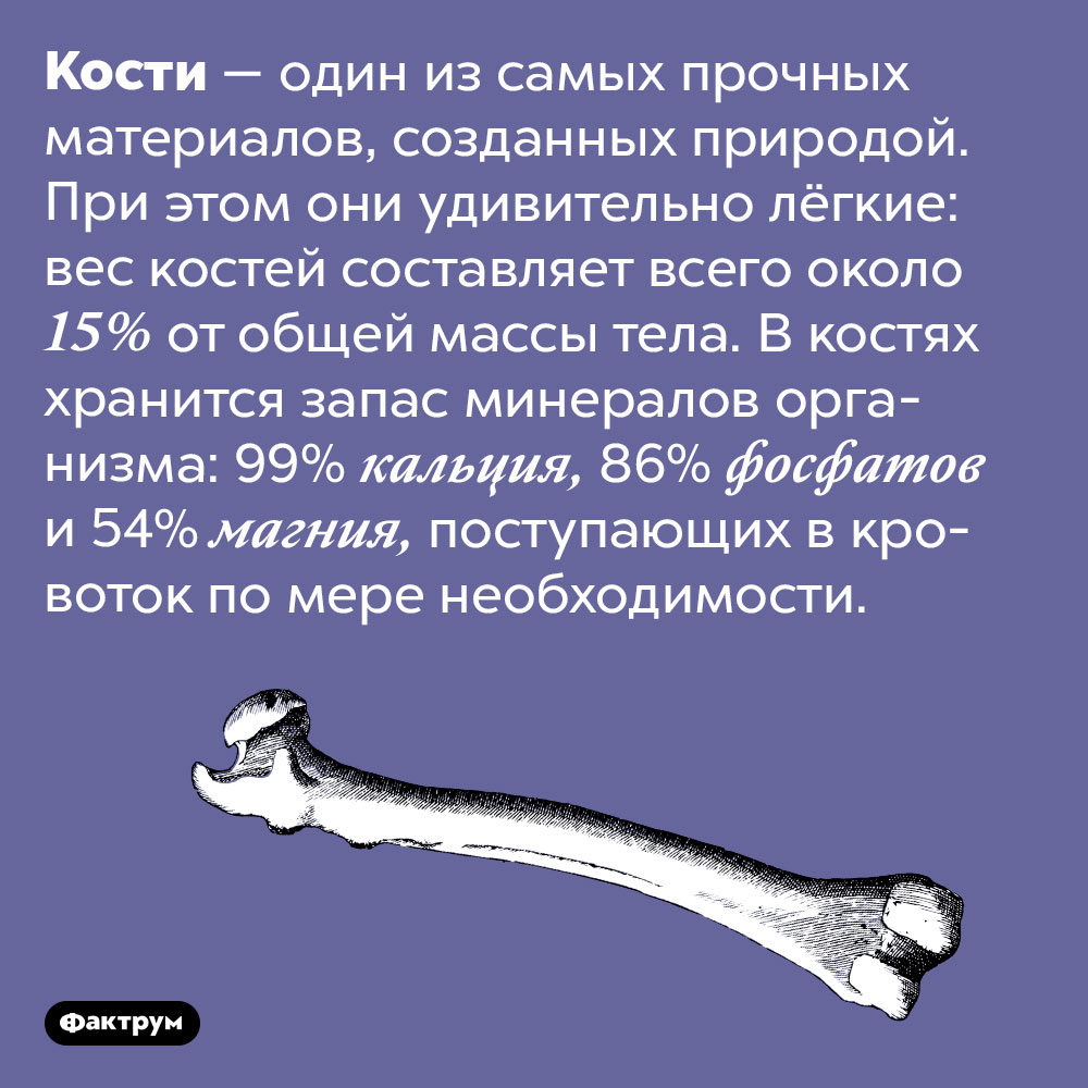 Вес костей составляет всего 15% от общей массы тела. Кости — один из самых прочных материалов, созданных природой. При этом они удивительно лёгкие: вес костей составляет всего около 15% от общей массы тела. В костях хранится запас минералов организма: 99% кальция, 86% фосфатов и 54% магния, поступающих в кровоток по мере необходимости.