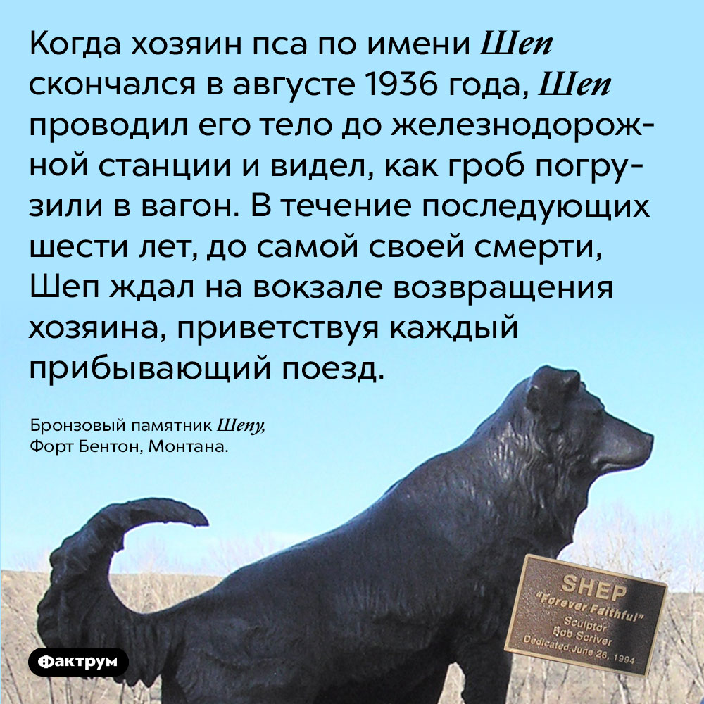 Верный пёс Шеп ждал возвращения хозяина шесть лет. Когда хозяин пса по имени Шеп скончался в августе 1936 года, Шеп проводил его тело до железнодорожной станции и видел, как гроб погрузили в вагон. В течение последующих шести лет, до самой своей смерти, Шеп ждал на вокзале возвращения хозяина, приветствуя каждый прибывающий поезд.