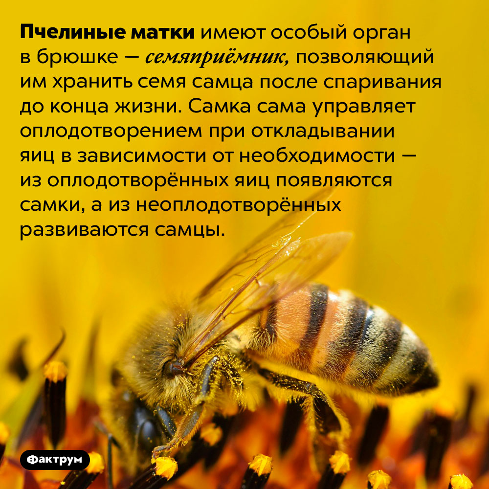 Пчелиные матки хранят семя самца всю жизнь. Пчелиные матки имеют особый орган в брюшке — семяприёмник, позволяющий им хранить семя самца после спаривания до конца жизни. Самка сама управляет оплодотворением при откладывании яиц в зависимости от необходимости — из оплодотворённых яиц появляются самки, а из неоплодотворённых развиваются самцы.