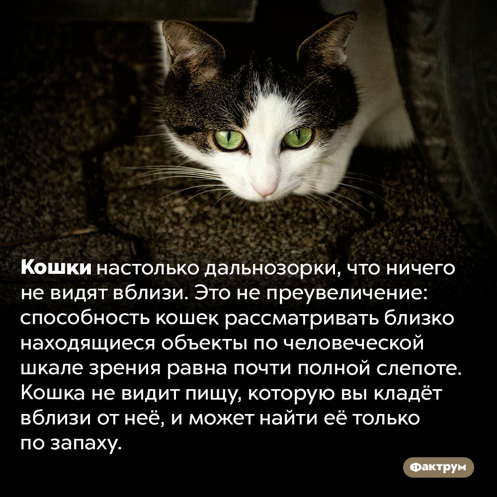 Кошки ничего не видят вблизи. Кошки настолько дальнозорки, что ничего не видят вблизи. Это не преувеличение: способность кошек рассматривать близко находящиеся объекты по человеческой шкале зрения равна почти полной слепоте. Кошка не видит пищу, которую вы кладёт вблизи от неё, и может найти её только по запаху.