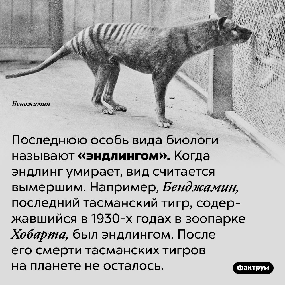 Эндлинг — последний представитель своего вида. Последнюю особь вида биологи называют «эндлингом». Когда эндлинг умирает, вид считается вымершим. Например, Бенджамин, последний тасманский тигр, содержавшийся в 1930-х годах в зоопарке Хобарта, был эндлингом. После его смерти тасманских тигров на планете не осталось.