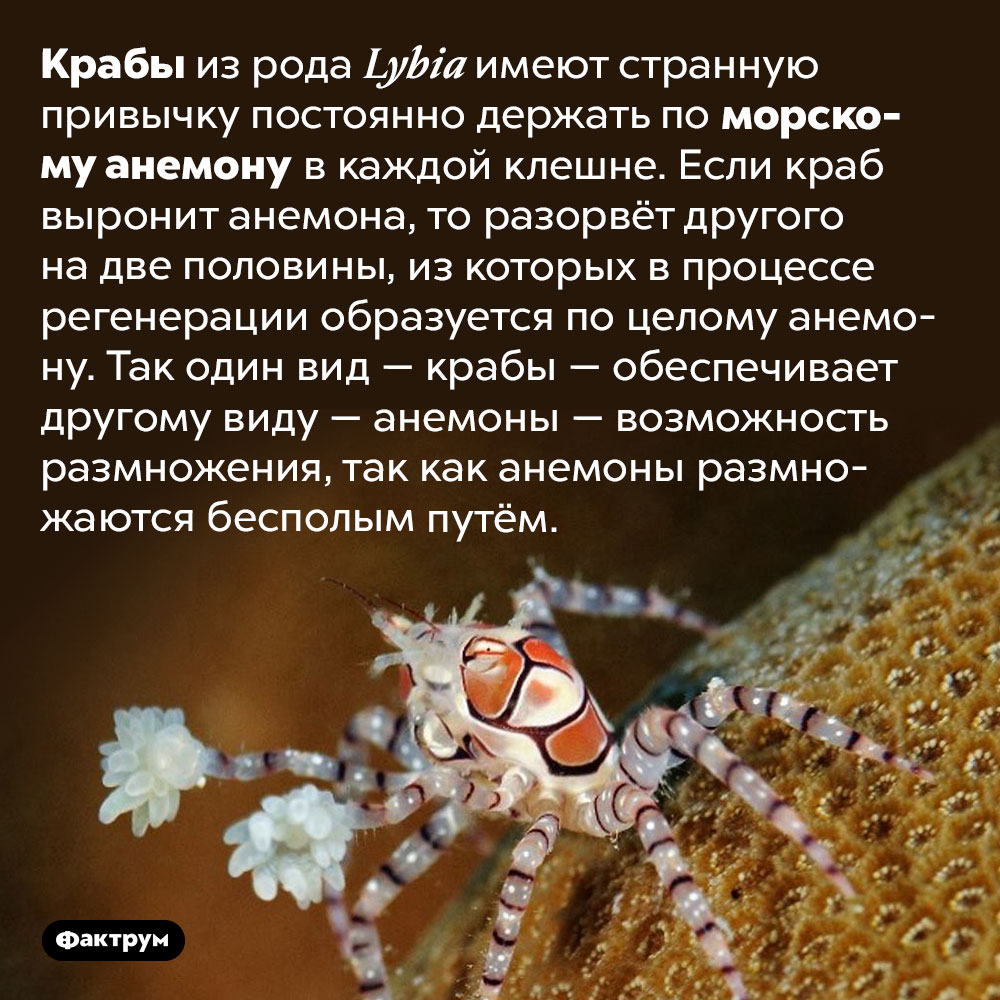 Крабы, которые помогают размножаться анемонам. Крабы из рода <em>Lybia</em> имеют странную привычку постоянно держать по морскому анемону в каждой клешне. Если краб выронит анемона, то разорвёт другого на две половины, из которых в процессе регенерации образуется по целому анемону. Так один вид — крабы — обеспечивает другому виду — анемоны — возможность размножения, так как анемоны размножаются бесполым путём.