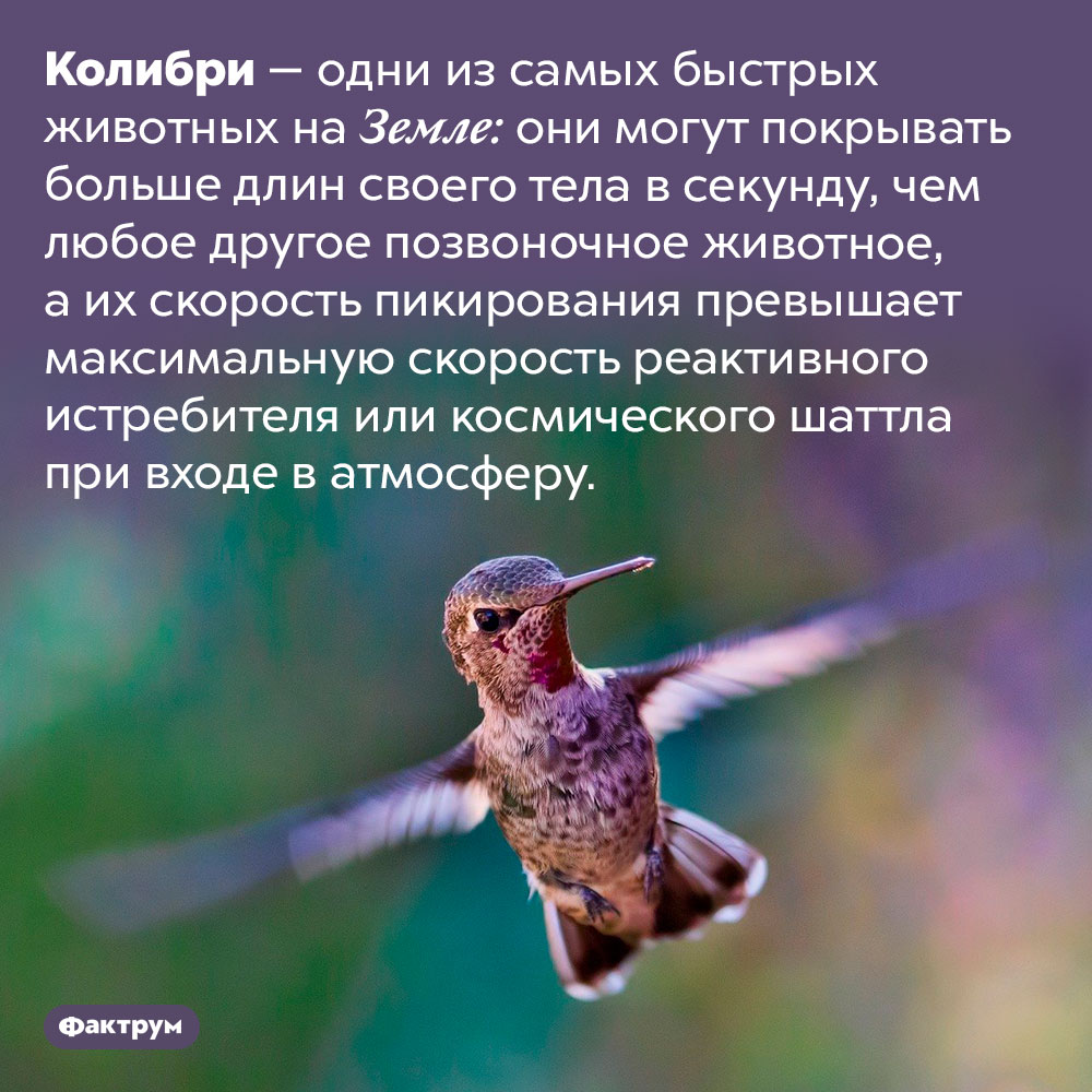 Колибри пикируют быстрее, чем истребители. Колибри — одни из самых быстрых животных на Земле: они могут покрывать больше длин своего тела в секунду, чем любое другое позвоночное животное, а их скорость пикирования превышает максимальную скорость реактивного истребителя или космического шаттла при входе в атмосферу.