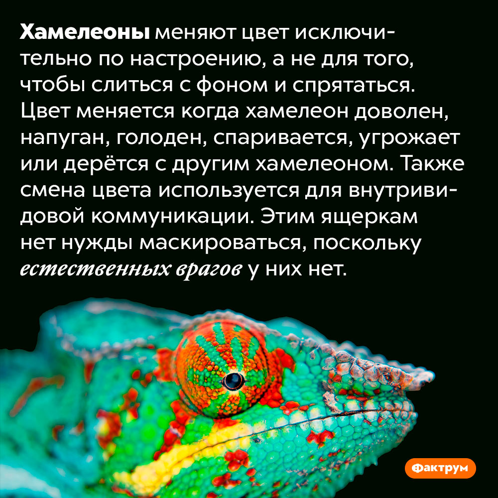 Хамелеоны не имеют естественных врагов и не меняют цвет для маскировки. Хамелеоны меняют цвет исключительно по настроению, а не для того, чтобы слиться с фоном и спрятаться. Цвет меняется когда хамелеон доволен, напуган, голоден, спаривается, угрожает или дерётся с другим хамелеоном. Также смена цвета используется для внутривидовой коммуникации. Этим ящеркам нет нужды маскироваться, поскольку естественных врагов у них нет.