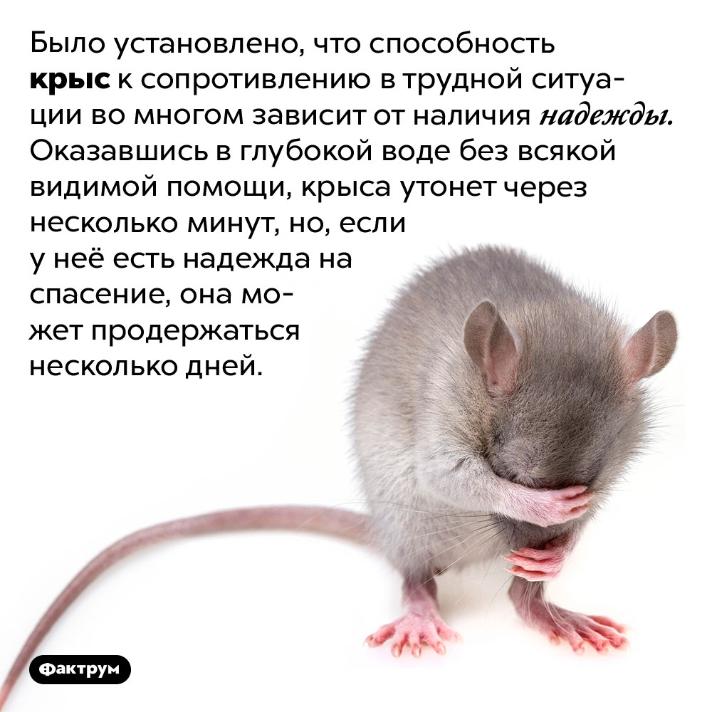 В опасной ситуации надежда на спасение помогает крысам продержаться дольше. Было установлено, что способность крыс к сопротивлению в трудной ситуации во многом зависит от наличия надежды. Оказавшись в глубокой воде без всякой видимой помощи, крыса утонет через несколько минут, но, если у неё есть надежда на спасение, она может продержаться несколько дней.