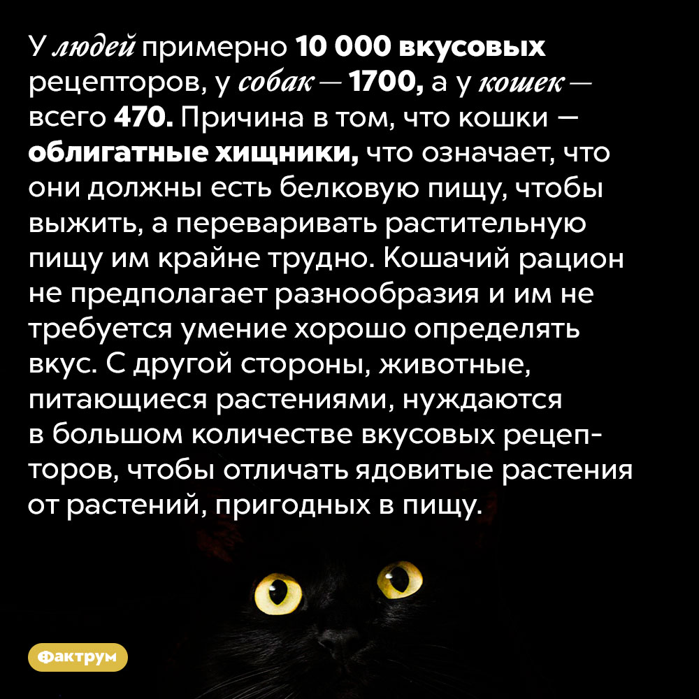 Почему кошки плохо различают вкус. У людей примерно 10 000 вкусовых рецепторов, у собак — 1700, а у кошек — всего 470. Причина в том, что кошки — облигатные хищники, что означает, что они должны есть белковую пищу, чтобы выжить, а переваривать растительную пищу им крайне трудно. Кошачий рацион не предполагает разнообразия и им не требуется умение хорошо определять вкус. С другой стороны, животные, питающиеся растениями, нуждаются в большом количестве вкусовых рецепторов, чтобы отличать ядовитые растения от растений, пригодных в пищу.