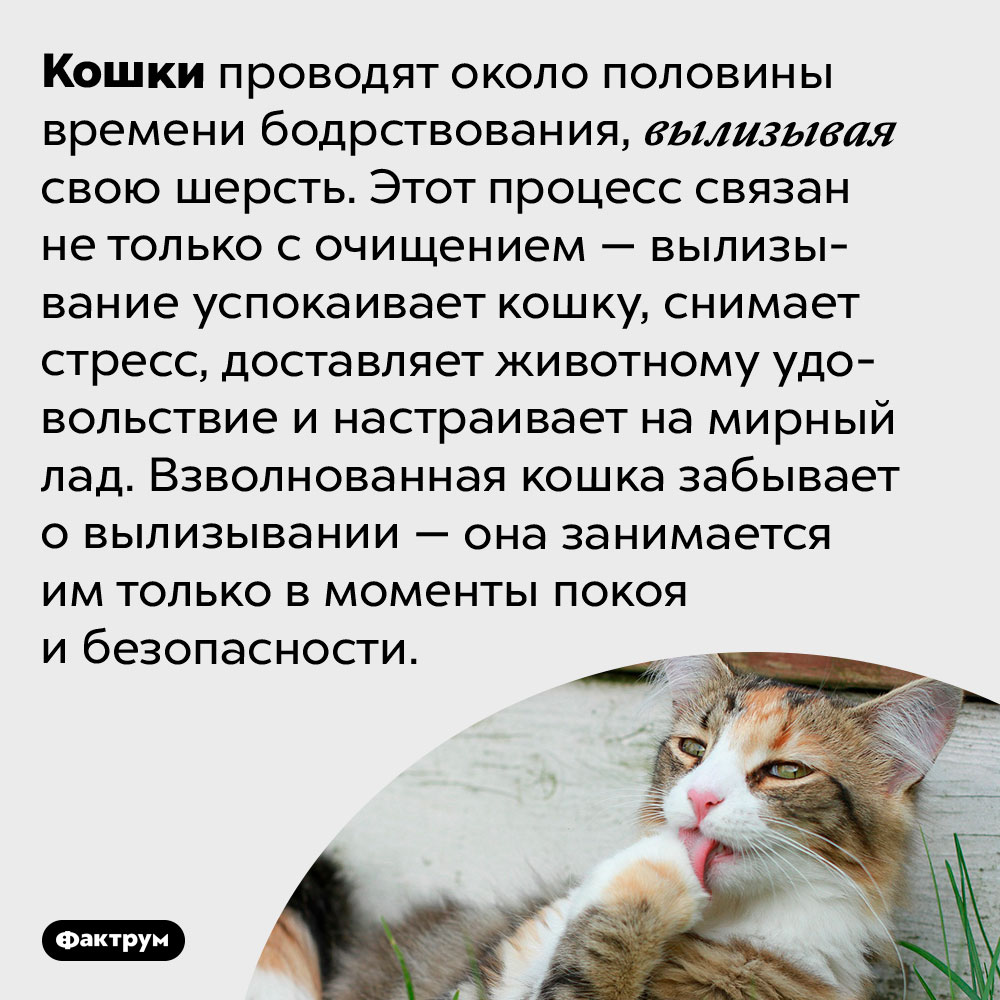 Кошки вылизываются для удовольствия. Кошки проводят около половины времени бодрствования, вылизывая свою шерсть. Этот процесс связан не только с очищением — вылизывание успокаивает кошку, снимает стресс, доставляет животному удовольствие и настраивает на мирный лад. Взволнованная кошка забывает о вылизывании — она занимается им только в моменты покоя и безопасности.