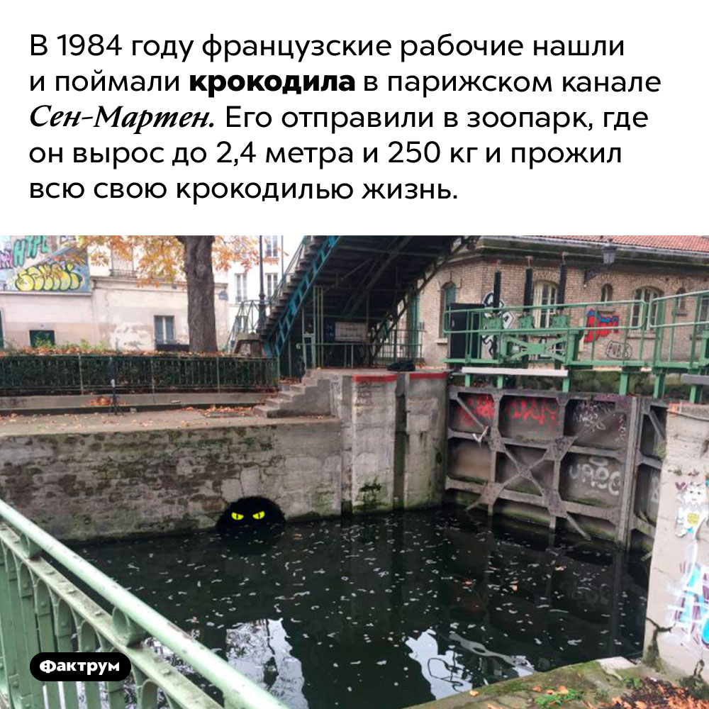 Крокодил в парижском канале. В 1984 году французские рабочие нашли и поймали крокодила в парижском канале 
Сен-Мартен. Его отправили в зоопарк, где он вырос до 2,4 метра и 250 кг и прожил всю свою крокодилью жизнь.