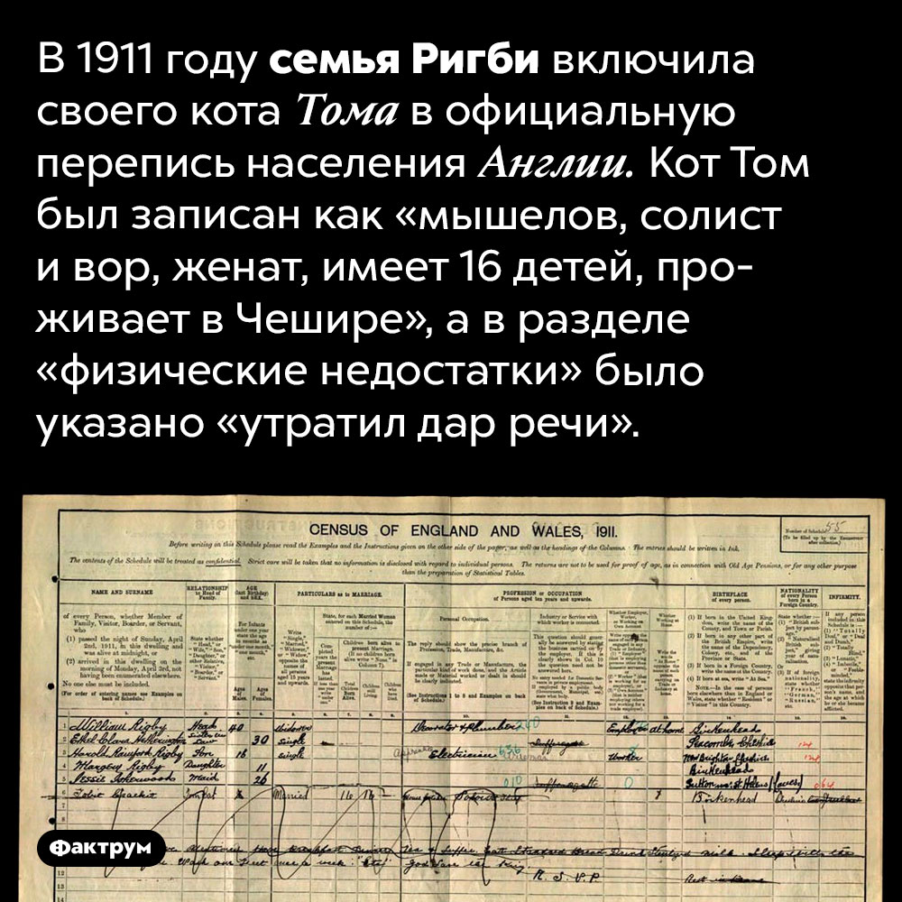 Кот, который попал в перепись населения. В 1911 году семья Ригби включила своего кота Тома в официальную перепись населения Англии. Кот Том был записан как «мышелов, солист и вор, женат, имеет 16 детей, проживает в Чешире», а в разделе «физические недостатки» было указано «утратил дар речи».