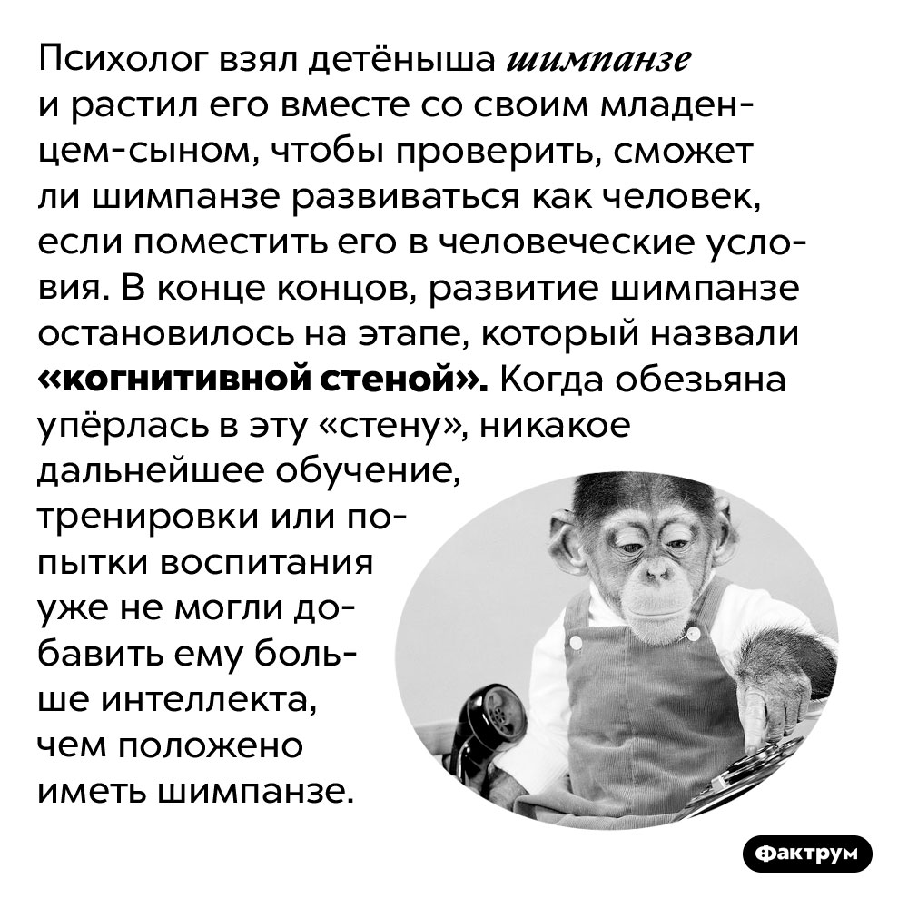 Что такое «когнитивная стена». Психолог взял детёныша шимпанзе и растил его вместе со своим младенцем-сыном, чтобы проверить, сможет ли шимпанзе развиваться как человек, если поместить его в человеческие условия. В конце концов, развитие шимпанзе остановилось на этапе, который назвали «когнитивной стеной». Когда обезьяна упёрлась в эту «стену», никакое дальнейшее обучение, тренировки или попытки воспитания уже не могли добавить ему больше интеллекта, чем положено иметь шимпанзе.