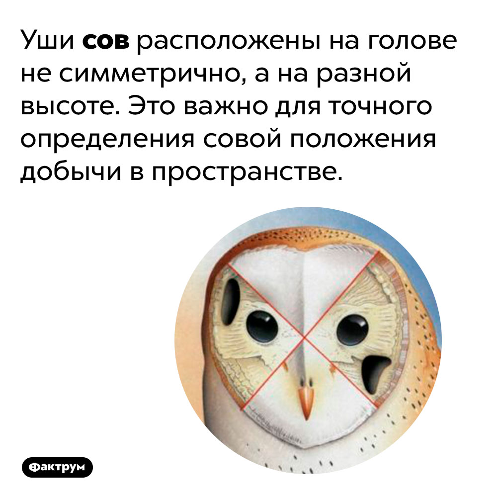 Почему у сов ассиметричные уши. Уши сов расположены на голове не симметрично, а на разной высоте. Это важно для точного определения совой положения добычи в пространстве.