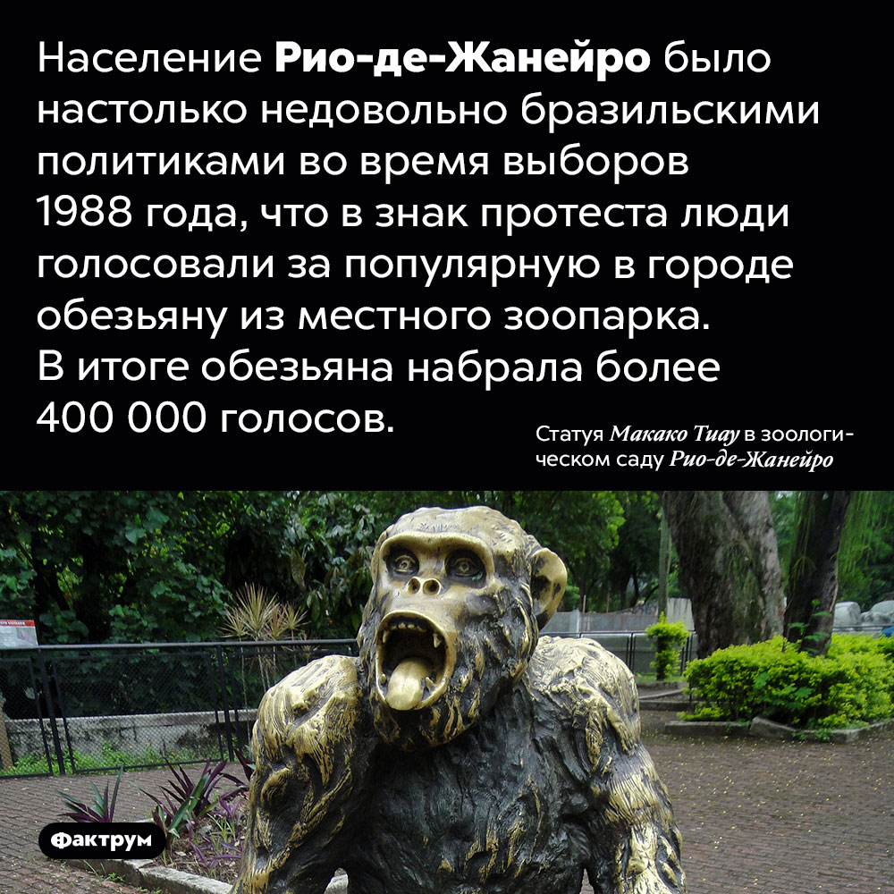 На выборах в Рио-де-Жанейро 1988 года обезьяна из местного зоопарка набрала 400 000 голосов. Население Рио-де-Жанейро было настолько недовольно бразильскими политиками во время выборов 1988 года, что в знак протеста люди голосовали за популярную в городе обезьяну из местного зоопарка. В итоге обезьяна набрала более 400 000 голосов.