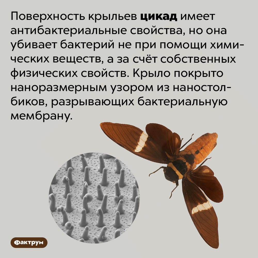 У цикад антибактериальные крылья. Поверхность крыльев цикад имеет антибактериальные свойства, но она убивает бактерий не при помощи химических веществ, а за счёт собственных физических свойств. Крыло покрыто наноразмерным узором из наностолбиков, разрывающих бактериальную мембрану.