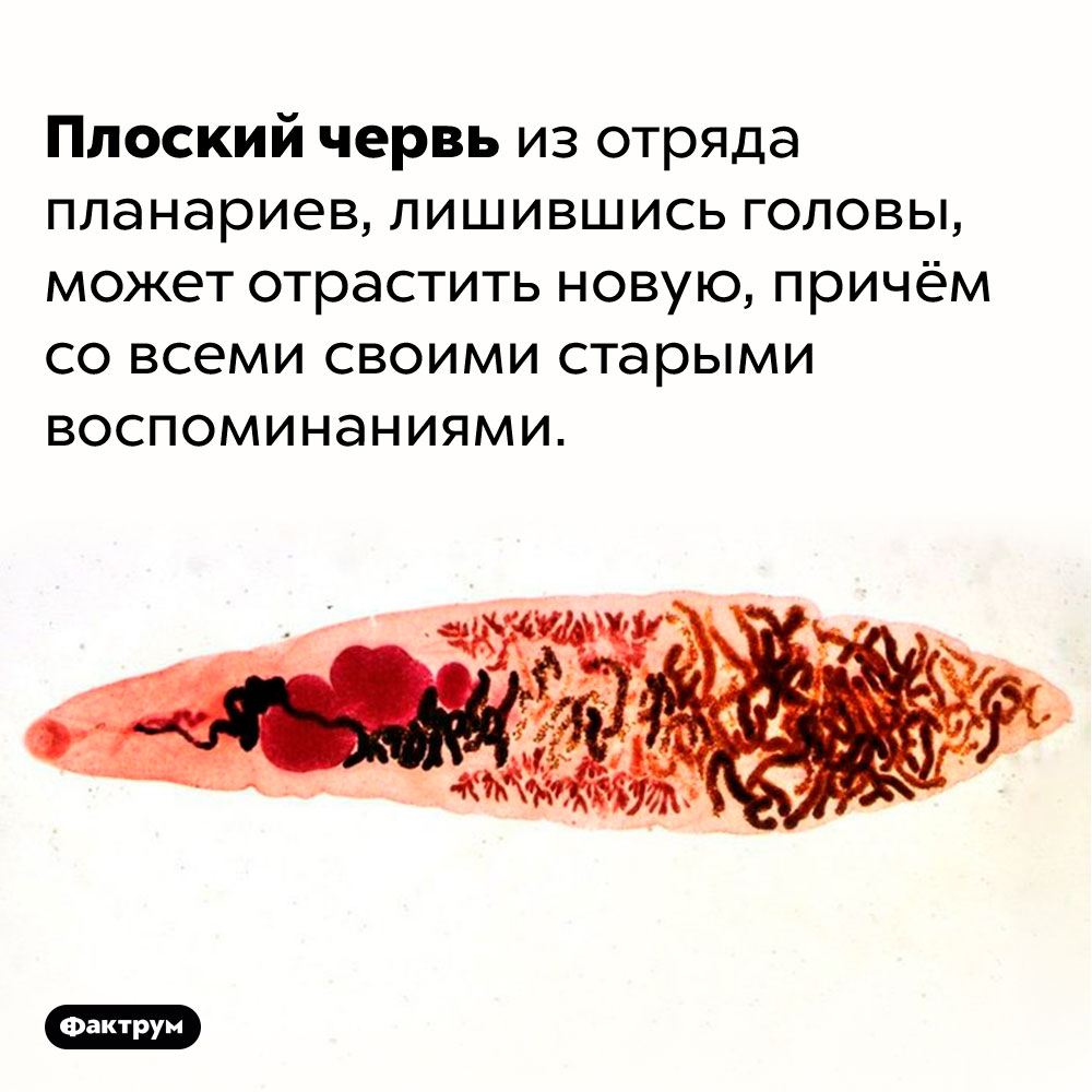 Плоские черви могут заново отрастить голову со старыми воспоминаниями. Плоский червь из отряда планариев, лишившись головы, может отрастить новую, причём со всеми своими старыми воспоминаниями.
