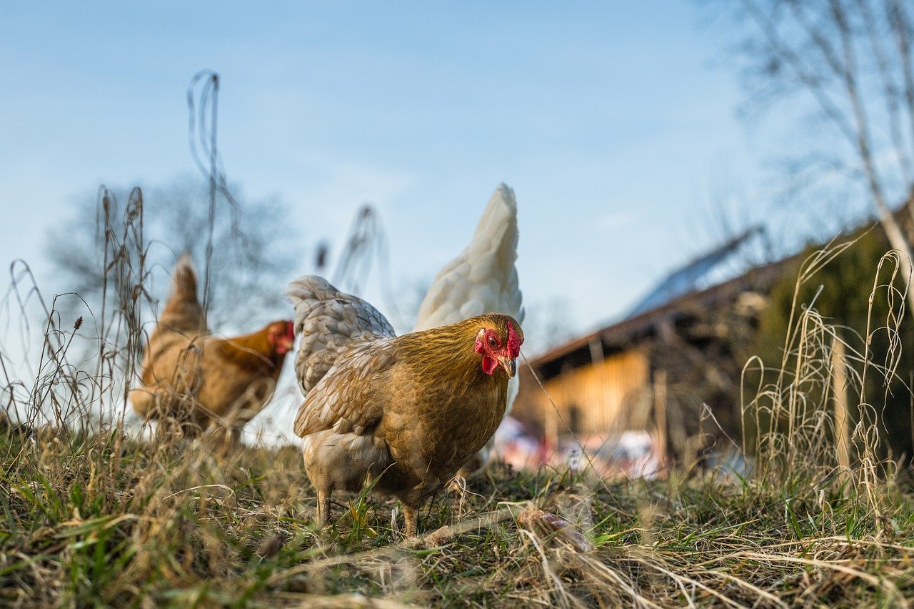 Gallinas con pelo