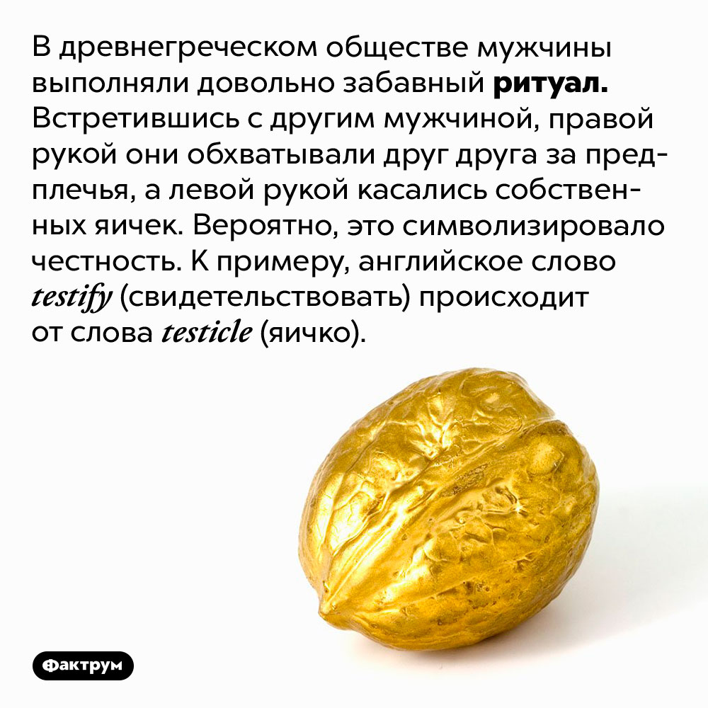 Забавный ритуал приветствия древних греков. В древнегреческом обществе мужчины выполняли довольно забавный ритуал. Встретившись с другим мужчиной, правой рукой они обхватывали друг друга за предплечья, а левой рукой касались собственных яичек. Вероятно, это символизировало честность. К примеру, английское слово testify (свидетельствовать) происходит от слова testicle (яичко).