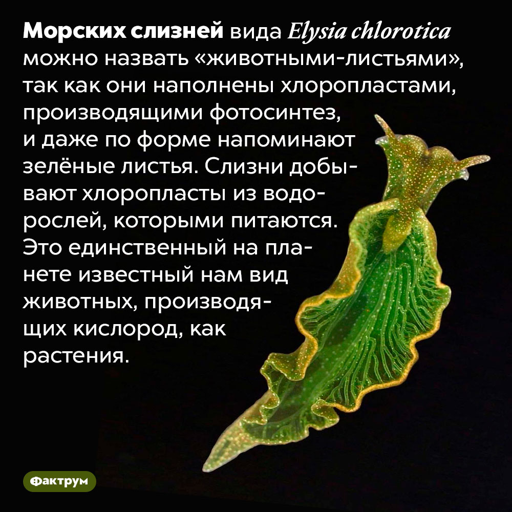 Единственный на планете вид животных, производящих кислород. Морских слизней вида <em>Elysia chlorotica</em> можно назвать «животными-листьями», так как они наполнены хлоропластами, производящими фотосинтез, и даже по форме напоминают зелёные листья. Слизни добывают хлоропласты из водорослей, которыми питаются. Это единственный на планете известный нам вид животных, производящих кислород, как растения.