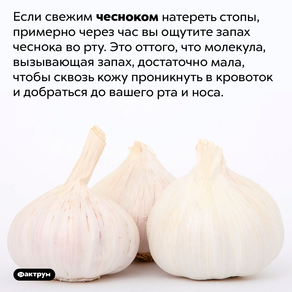 Запах чеснока проникает в рот даже через стопы. Если свежим чесноком натереть стопы, примерно через час вы ощутите запах чеснока во рту. Это оттого, что молекула, вызывающая запах, достаточно мала, чтобы сквозь кожу проникнуть в кровоток и добраться до вашего рта и носа.