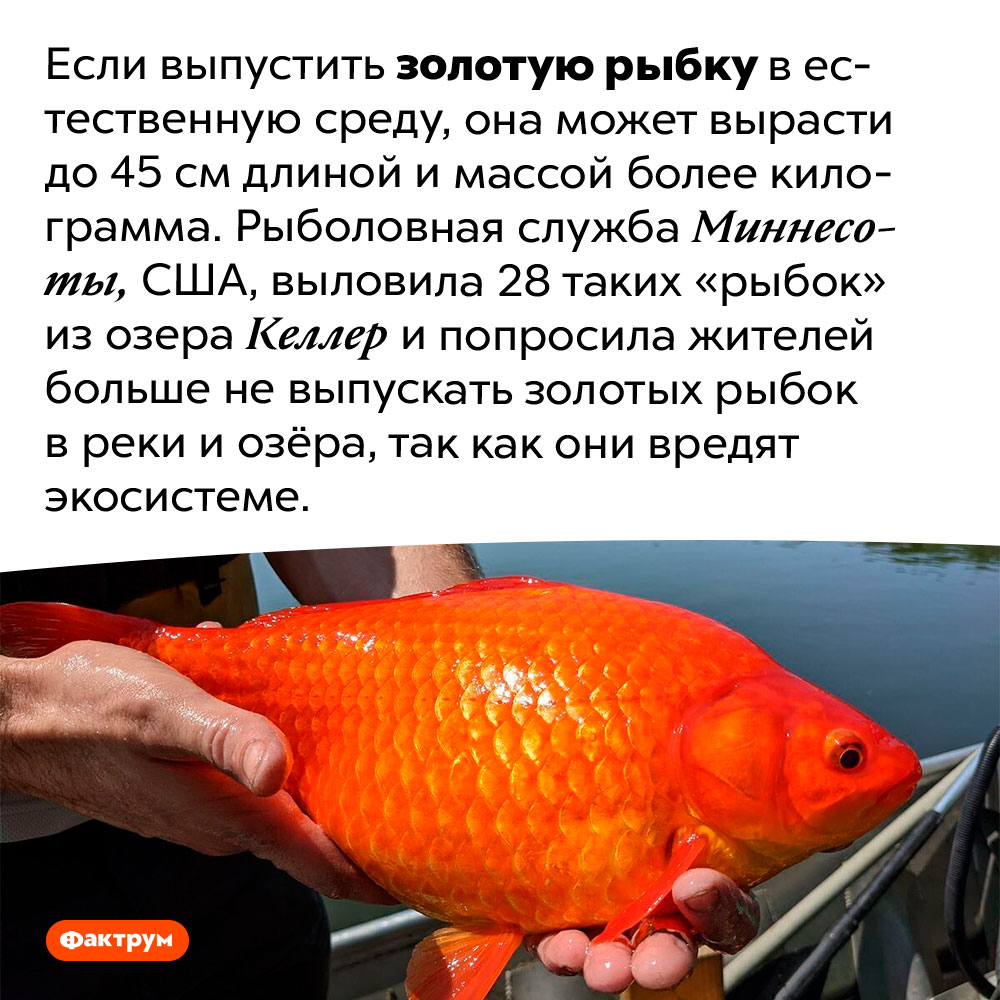 Огромные золотые рыбки. Если выпустить золотую рыбку в естественную среду, она может вырасти до 45 см длиной и массой более килограмма. Рыболовная служба Миннесоты, США, выловила 28 таких «рыбок» из озера Келлер и попросила жителей больше не выпускать золотых рыбок в реки и озёра, так как они вредят экосистеме.