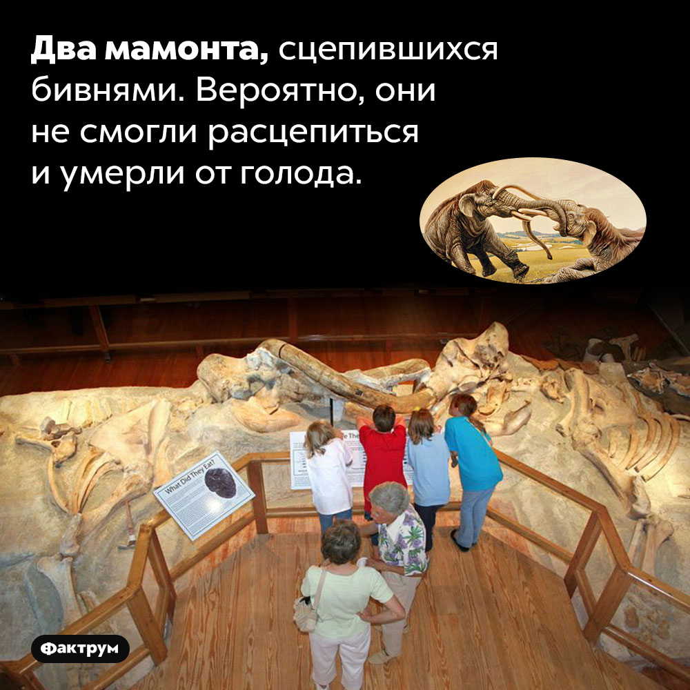 Два мамонта, сцепившихся бивнями. Вероятно, они не смогли расцепиться и умерли от голода.
