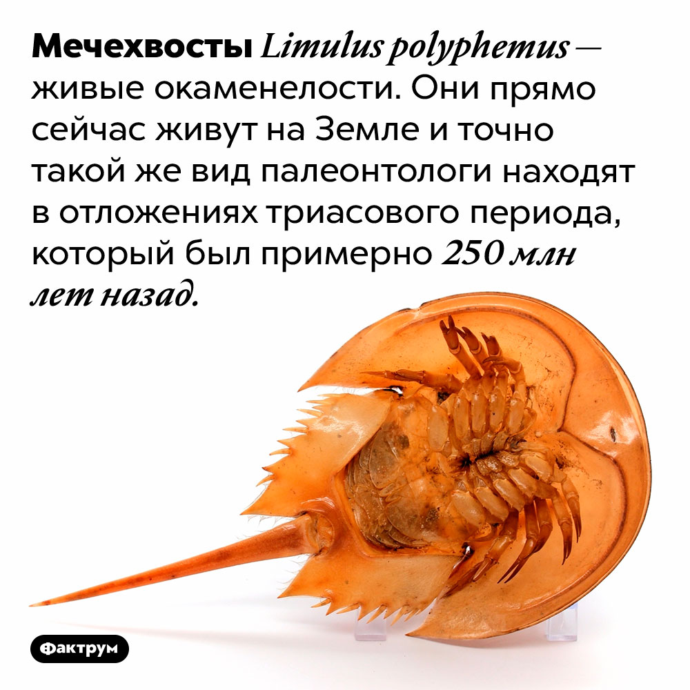 Живые окаменелости. Мечехвосты <em>Limulus polyphemus</em> — живые окаменелости. Они прямо сейчас живут на Земле и точно такой же вид палеонтологи находят в отложениях триасового периода, который был примерно 250 млн лет назад. 