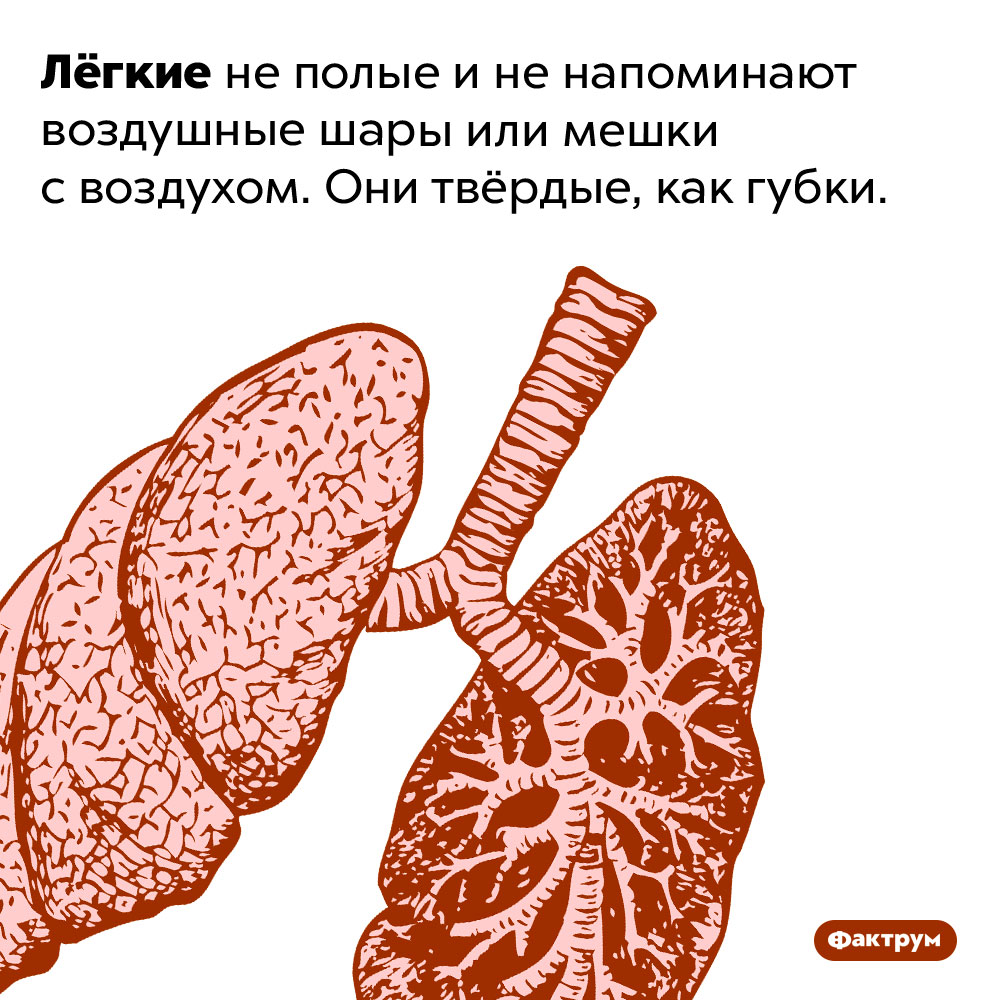 Лёгкие не похожи на мешки с воздухом. Лёгкие не полые и не напоминают воздушные шары или мешки с воздухом. Они твёрдые, как губки.