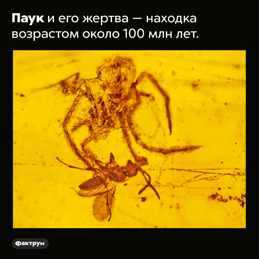 Паук и его жертва — находка возрастом около 100 млн лет.