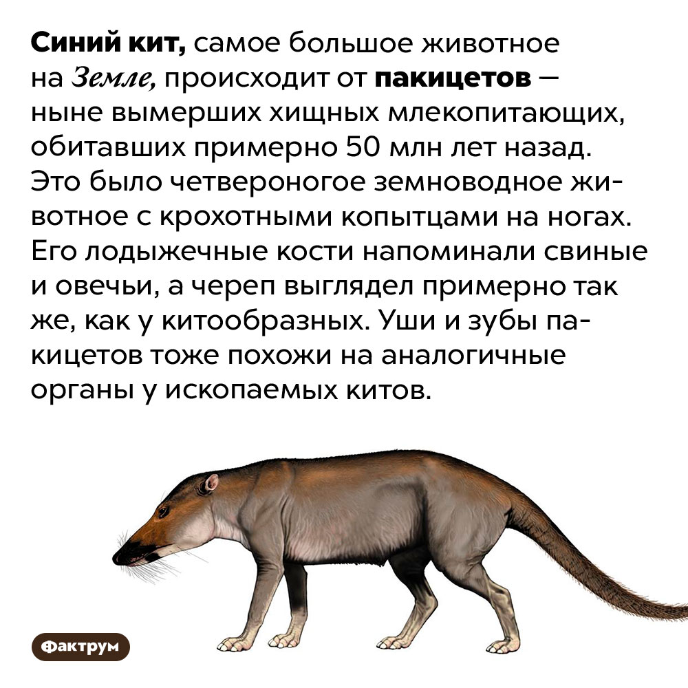 Предок синего кита выглядит совсем не так, как можно было бы предположить. Синий кит, самое большое животное на Земле, происходит от пакицетов — ныне вымерших хищных млекопитающих, обитавших примерно 50 млн лет назад. Это было четвероногое земноводное животное с крохотными копытцами на ногах. Его лодыжечные кости напоминали свиные и овечьи, а череп выглядел примерно так же, как у китообразных. Уши и зубы пакицетов тоже похожи на аналогичные органы у ископаемых китов.