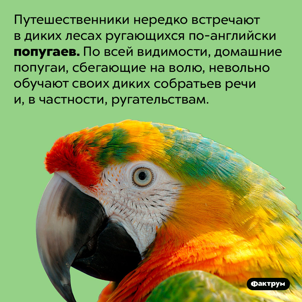 Дикие попугаи порой ругаются по-английски. Путешественники нередко встречают в диких лесах ругающихся по-английски попугаев. По всей видимости, домашние попугаи, сбегающие на волю, невольно обучают своих диких собратьев речи и, в частности, ругательствам.