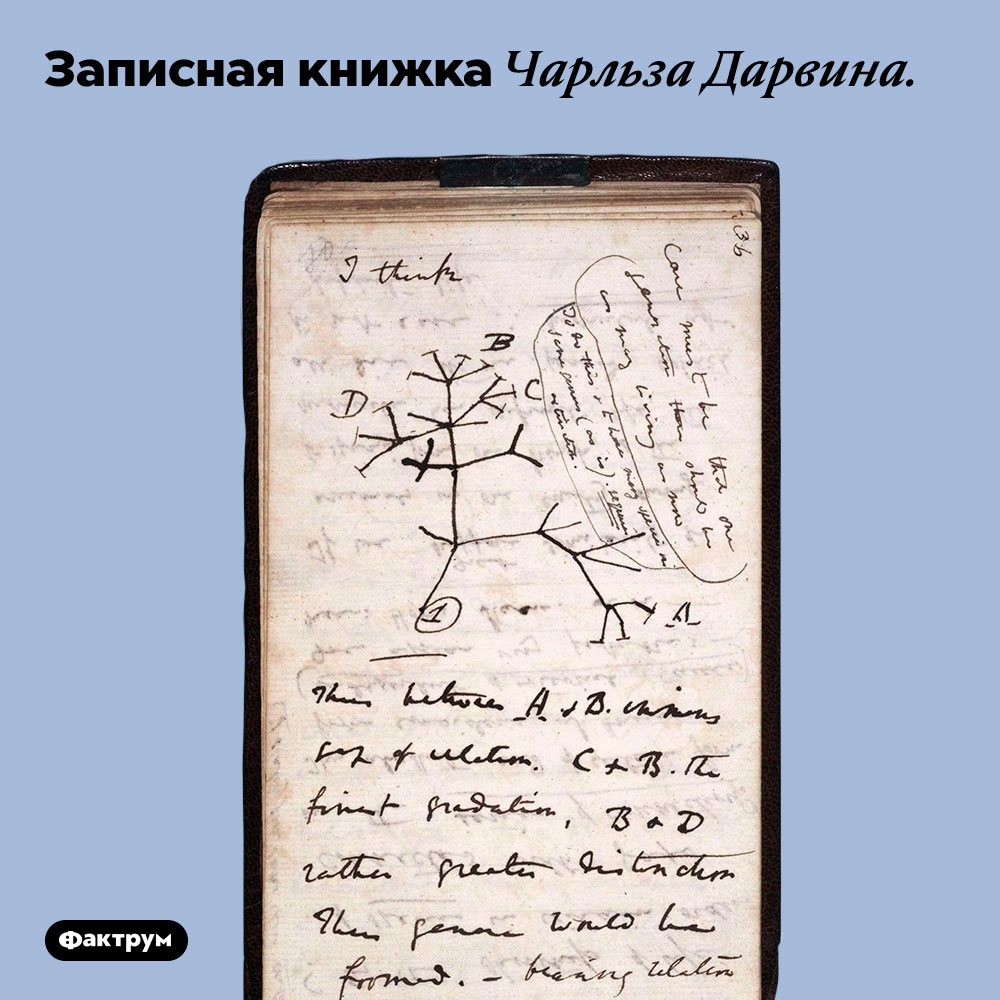 Записная книжка Чарльза Дарвина. 