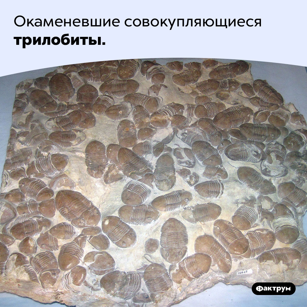 Окаменевшие совокупляющиеся трилобиты.