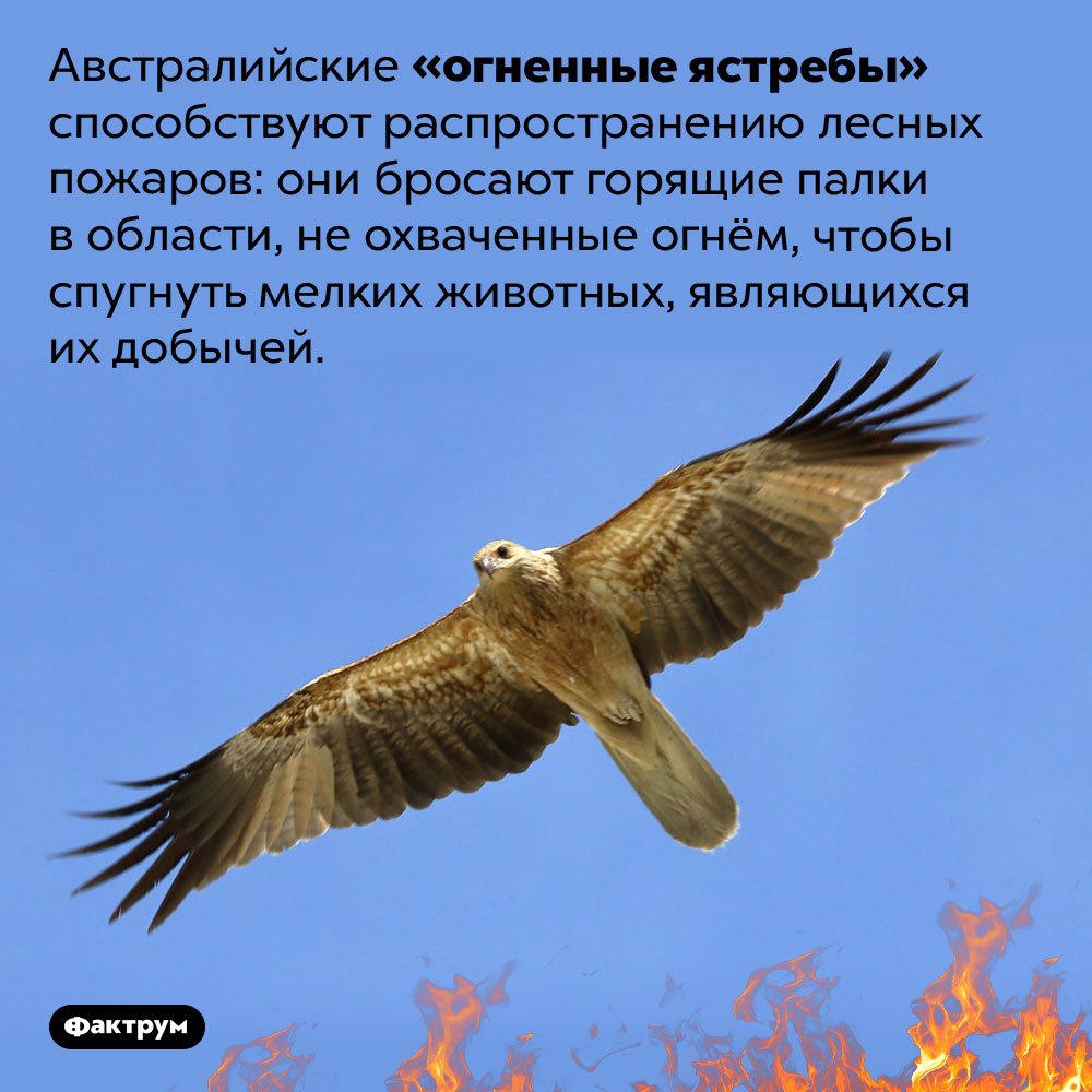 В Австралии ястребы распространяют лесные пожары. Австралийские «огненные ястребы» способствуют распространению лесных пожаров: они бросают горящие палки в области, не охваченные огнём, чтобы спугнуть мелких животных, являющихся их добычей.