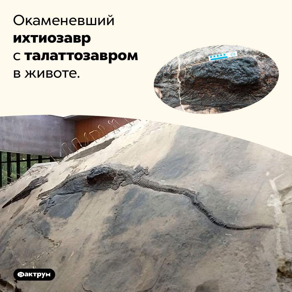 Окаменевший ихтиозавр с талаттозавром в животе.