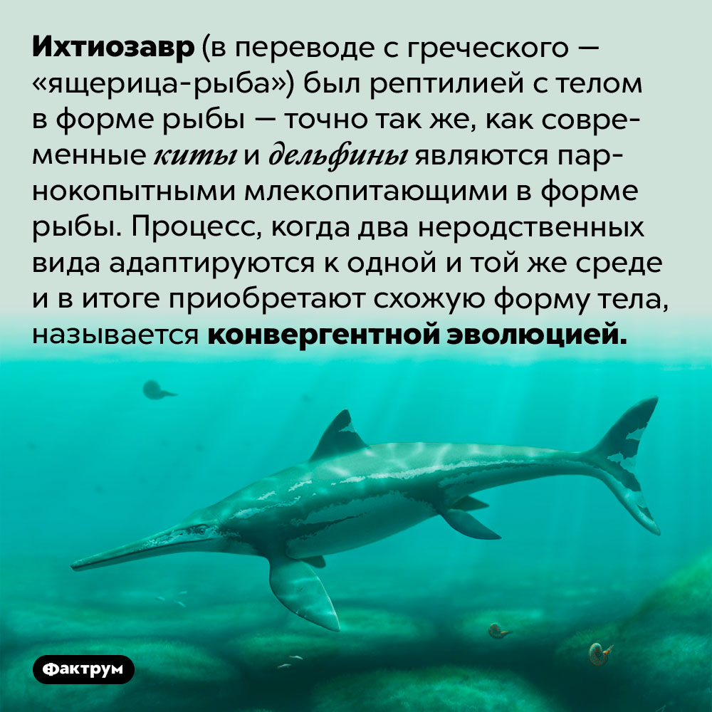 Почему некоторые парнокопытные живут в море. Ихтиозавр (в переводе с греческого — «ящерица-рыба») был рептилией с телом в форме рыбы — точно так же, как современные киты и дельфины являются парнокопытными млекопитающими в форме рыбы. Процесс, когда два неродственных вида адаптируются к одной и той же среде и в итоге приобретают схожую форму тела, называется конвергентной эволюцией.