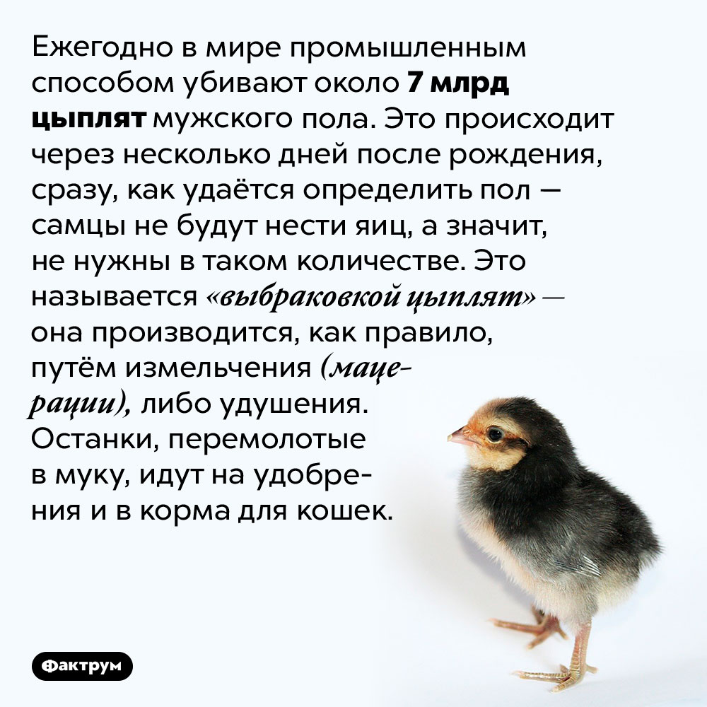 Люди ежегодно убивают семь миллиардов цыплят-самцов, потому что они «не нужны». Ежегодно в мире промышленным способом убивают около 7 млрд цыплят мужского пола. Это происходит через несколько дней после рождения, сразу, как удаётся определить пол — самцы не будут нести яиц, а значит, не нужны в таком количестве. Это называется «выбраковкой цыплят» — она производится, как правило, путём измельчения (мацерации), либо удушения. Останки, перемолотые в муку, идут на удобрения и в корма для кошек.