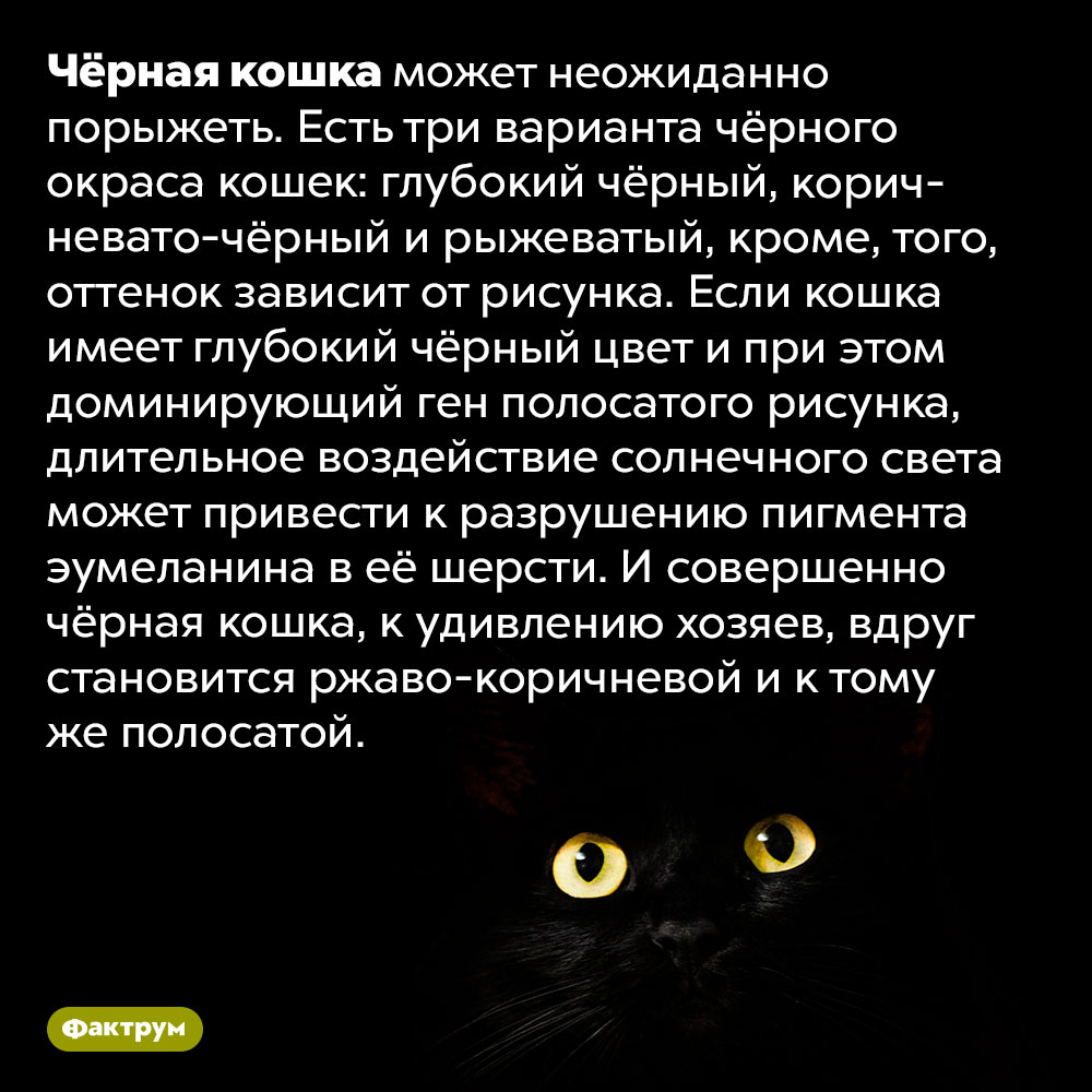 Чёрная кошка может стать рыжей. Чёрная кошка может неожиданно порыжеть. Есть три варианта чёрного окраса кошек: глубокий чёрный, коричневато-чёрный и рыжеватый, кроме, того, оттенок зависит от рисунка. Если кошка имеет глубокий чёрный цвет и при этом доминирующий ген полосатого рисунка, длительное воздействие солнечного света может привести к разрушению пигмента эумеланина в её шерсти. И совершенно чёрная кошка, к удивлению хозяев, вдруг становится ржаво-коричневой и к тому же полосатой.