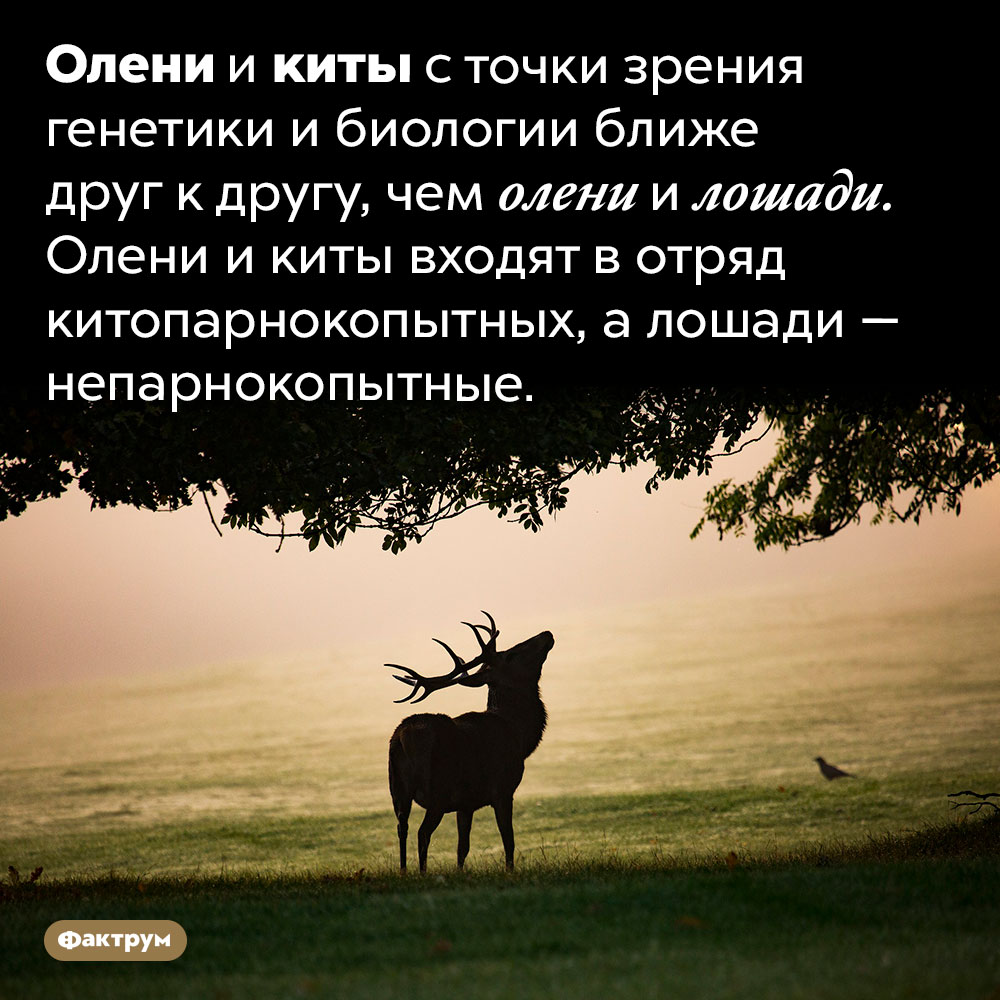 Олени с точки зрения биологии ближе к китам, чем к лошадям. Олени и киты с точки зрения генетики и биологии ближе друг к другу, чем олени и лошади. Олени и киты входят в отряд китопарнокопытных, а лошади — непарнокопытные.