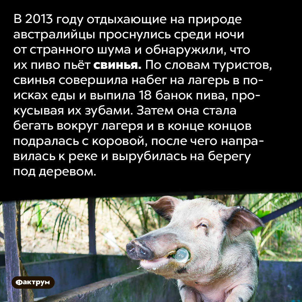 Австралийская свинья напилась и подралась с коровой. В 2013 году отдыхающие на природе австралийцы проснулись среди ночи от странного шума и обнаружили, что их пиво пьёт свинья. По словам туристов, свинья совершила набег на лагерь в поисках еды и выпила 18 банок пива, прокусывая их зубами. Затем она стала бегать вокруг лагеря и в конце концов подралась с коровой, после чего направилась к реке и вырубилась на берегу под деревом.
