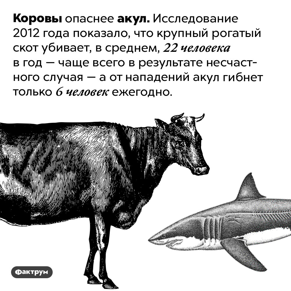 Коровы опаснее акул. Коровы опаснее акул. Исследование 2012 года показало, что крупный рогатый скот убивает, в среднем, 22 человека в год — чаще всего в результате несчастного случая — а от нападений акул гибнет только 6 человек ежегодно.