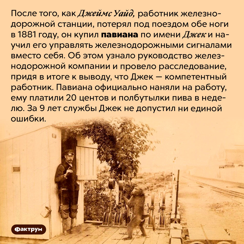 Павиан-работник железнодорожной станции. После того, как Джеймс Уайд, работник железнодорожной станции, потерял под поездом обе ноги в 1881 году, он купил павиана по имени Джек и научил его управлять железнодорожными сигналами вместо себя. Об этом узнало руководство железнодорожной компании и провело расследование, придя в итоге к выводу, что Джек — компетентный работник. Павиана официально наняли на работу, ему платили 20 центов и полбутылки пива в неделю. За 9 лет службы Джек не допустил ни единой ошибки.
