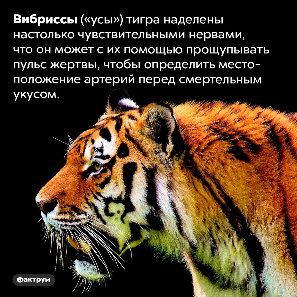 Тигр чувствует усами пульс своей жертвы. Вибриссы («усы») тигра наделены настолько чувствительными нервами, что он может с их помощью прощупывать пульс жертвы, чтобы определить местоположение артерий перед смертельным укусом.