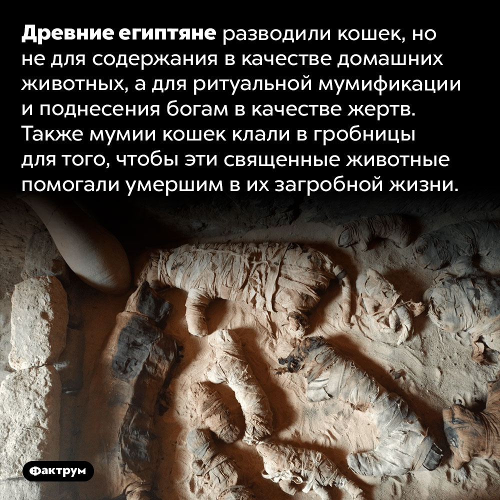 Зачем древним египтянам мумии кошек. Древние египтяне разводили кошек, но не для содержания в качестве домашних животных, а для ритуальной мумификации и поднесения богам в качестве жертв. Также мумии кошек клали в гробницы для того, чтобы эти священные животные помогали умершим в их загробной жизни.